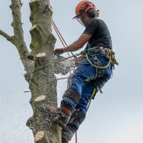 This is a photo of tree crowning reduction. This was carried out by tree surgeons Coventry