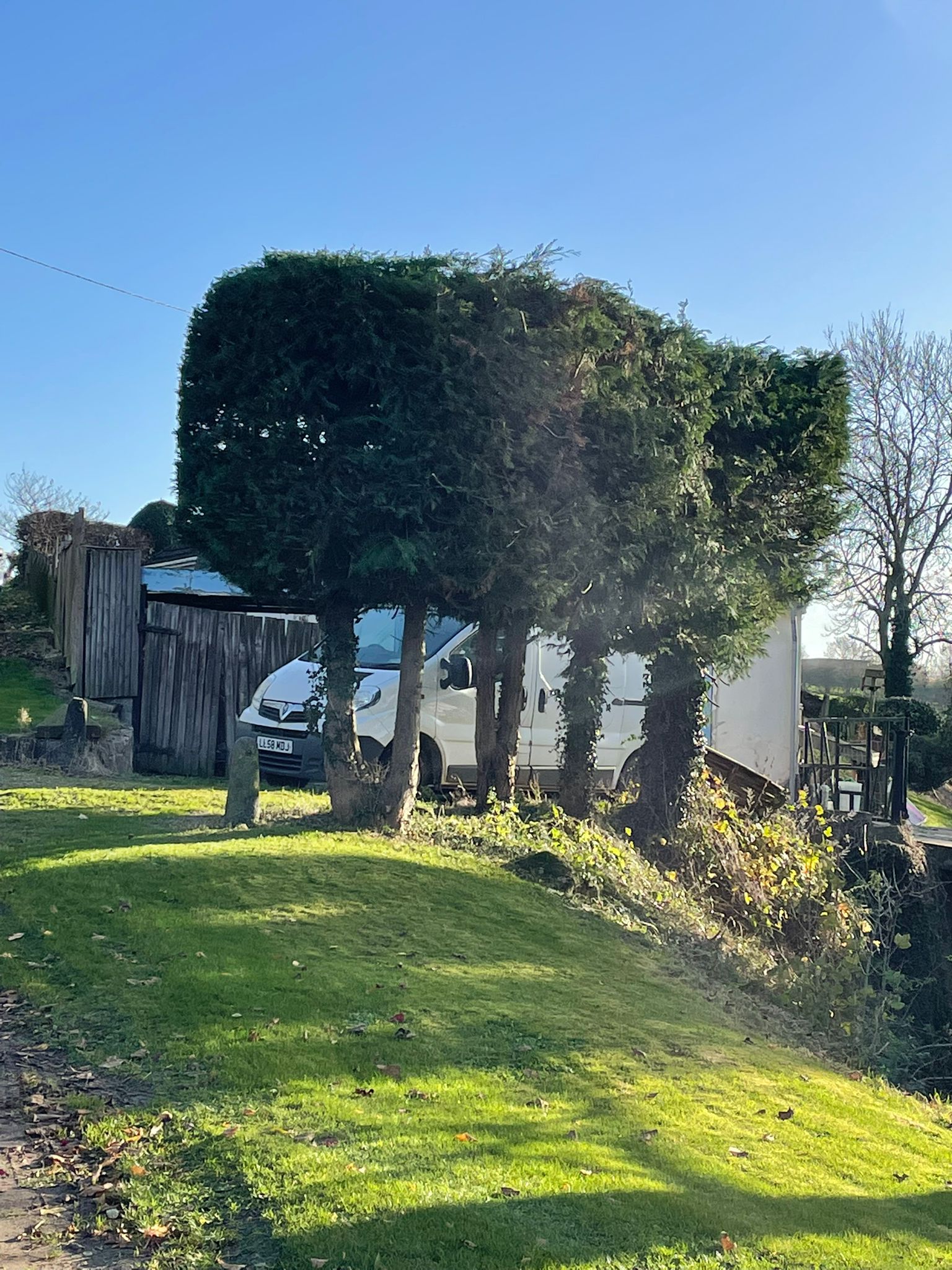 This is a photo of a tree that requires felling in Coventry