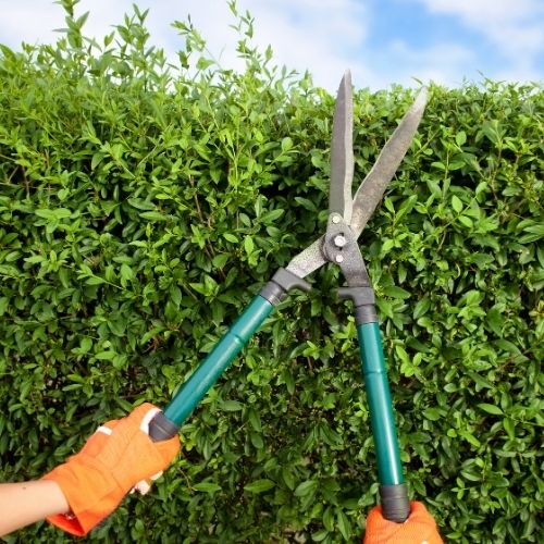 This is a photo of hedge cutting in Coventry by Tress Surgeons Coventry