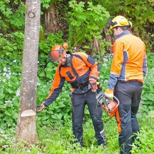 This is a photo of Tree felling. This was carried out by Tree surgeons Coventry