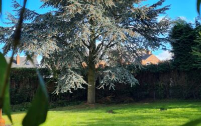 8 Tree Surgery Tips for Your Storm-Damaged Tree in Coventry