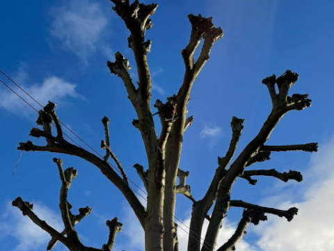 Tree Crown Reduction - Tree Surgeon Coventry