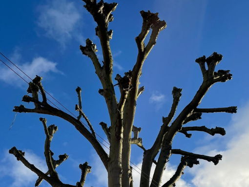 Why hire a Tree Surgeon in Coventry for Crown Reduction and Thinning?