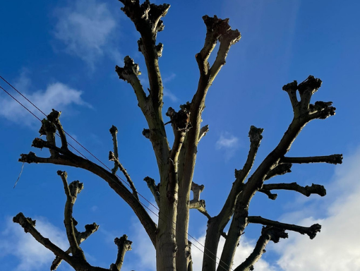 Tree crowning in Coventry carried out by tree surgeons Coventry