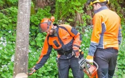 Tree Surgery: The Secret to a Healthy Tree in Coventry