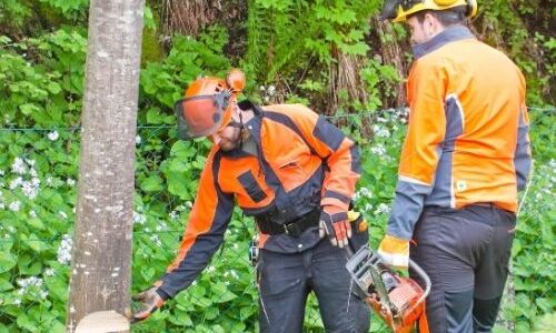 Tree Surgery: The Secret to a Healthy Tree in Coventry